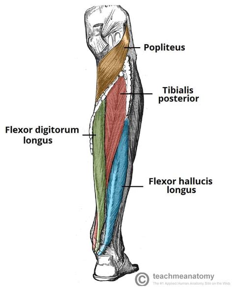 Flexor Hallucis Longus - Actions - Attachments - TeachMeAnatomy