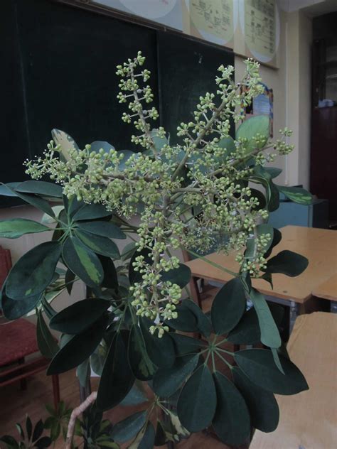 How to Make Schefflera Flower Bloom? - Plants Craze