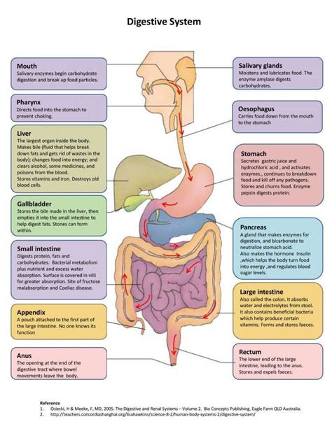 10+ The Digestive System Diagram And Functions - Digestive in 2020 ...