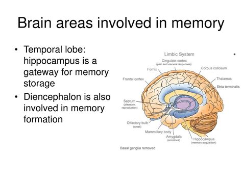 PPT - The Central Nervous System – Chp 9 PowerPoint Presentation, free ...