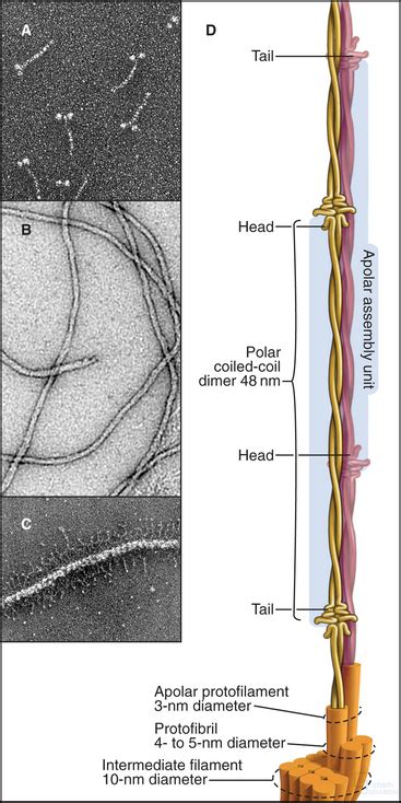 Intermediate Filaments Diagram