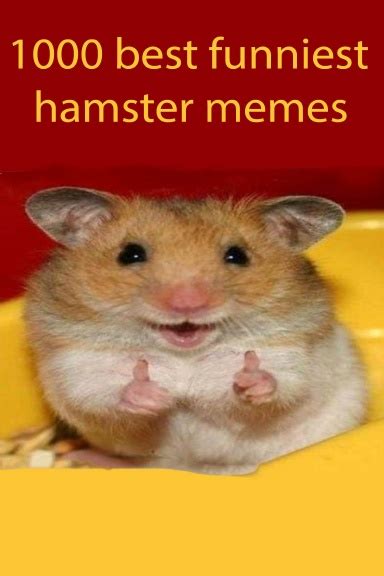 1000 best funniest hamster memes