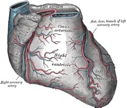 Conus arteriosus - Location, Function and Pictures