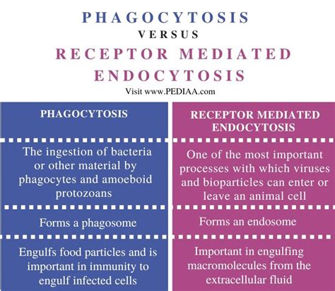 What is the Difference Between Phagocytosis and Receptor-Mediated ...