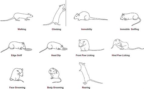 Ethogram of rat behavior in the hole-board apparatus. Walking (Wa): the...