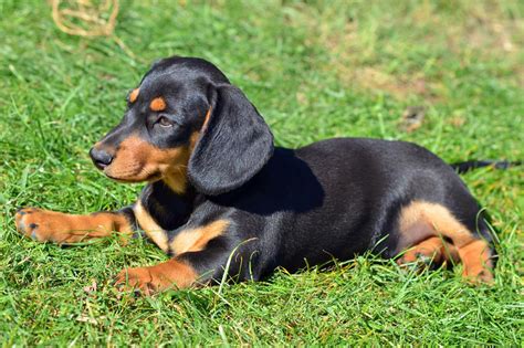 45+ Short Hair Dachshund Black And Tan - l2sanpiero