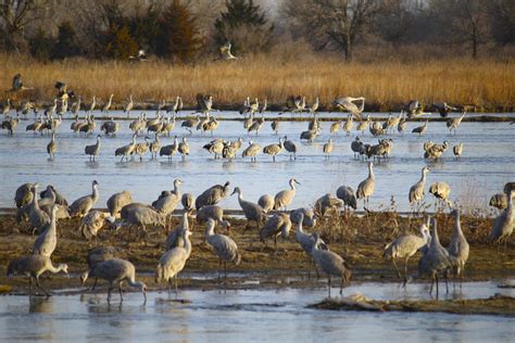 A rite of passage--the annual migration of Sandhill Cranes along the ...