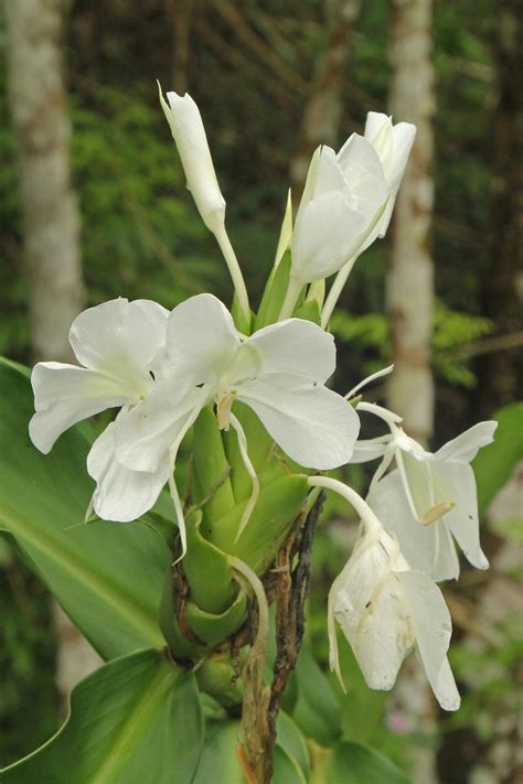 The national flower of Cuba is the white ginger lily. Ginger was ...