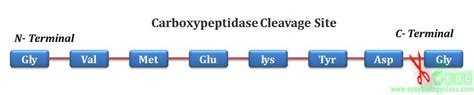 What is Enzyme Substrate Specificity? | EasyBiologyClass