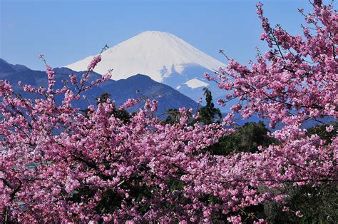 Mt Fuji And Cherry Blossom by Photos From Japan, Asia And Othe Of The World