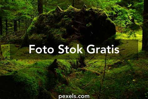 400.000+ Foto Pohon Tumbang Terbaik · Unduh Gratis 100% · Foto Stok Pexels