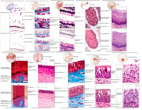 Chapter 4 - Epithelial Tissue Diagram | Quizlet