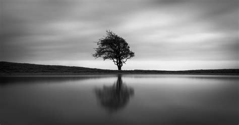 Solo Tree Wallpaper,HD Nature Wallpapers,4k Wallpapers,Images ...