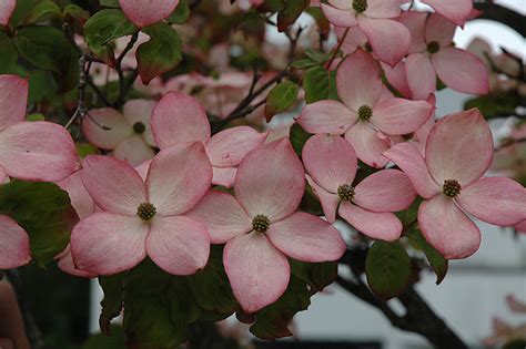 Satomi Chinese Dogwood (Cornus kousa 'Satomi') in Columbus Dublin ...