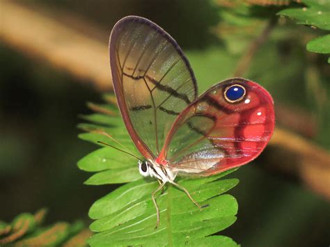 Cithaerias pireta pireta from Panama on October 30, 2015 by Niels Poul ...