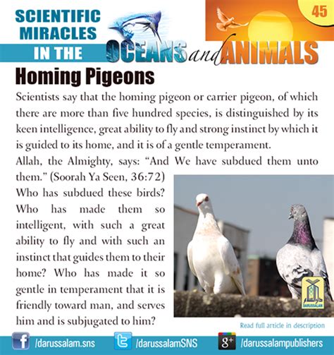 Homing Pigeons: The First News Agency in History - Best Right Way