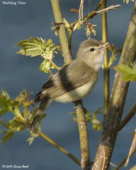 Warbling Vireo - eBirdr