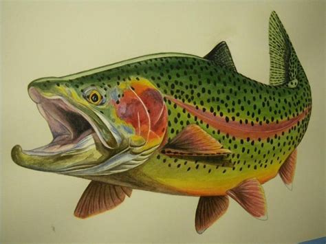 James Prosek Trout Artwork