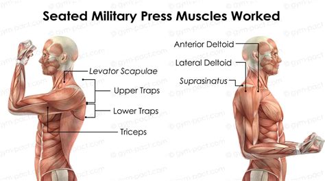 Seated Military Press: The Best Shoulder Exercise