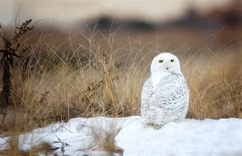 Facts About Snowy Owls