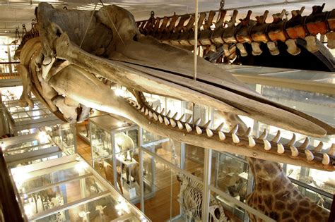 Great Mammal Hall at Harvard Museum of Natural History – WONDERLAND