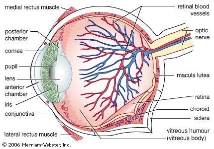 Aqueous humour | Anatomy, Production, Function | Britannica