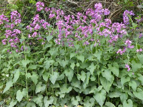 Money Plant Silver Dollar Honesty Lunaria biennis annua - 50 Seeds