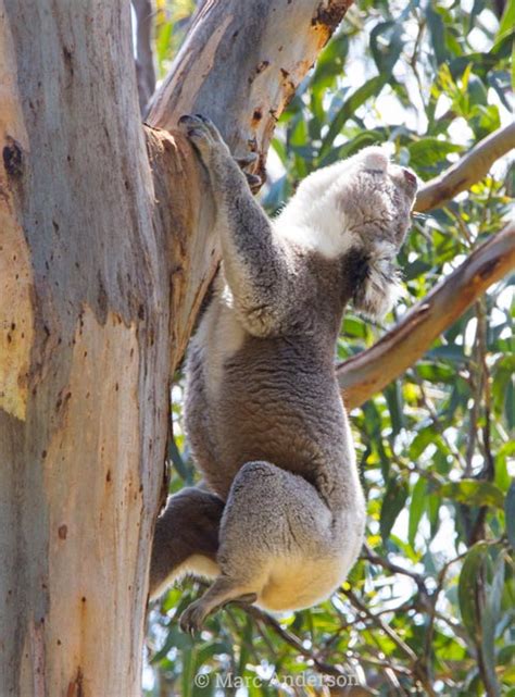 Night Sounds of the Australian Bush - Koala Calls | Wild Ambience