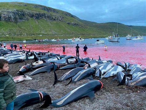 Slaughter of nearly 1,500 dolphins sparks outcry over traditional hunt ...