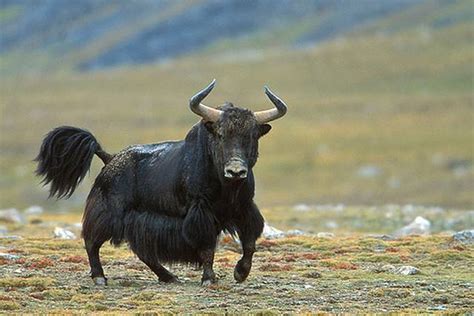 Yak | Animal Wildlife