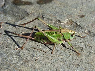 Cricket Pest Control in Henderson, NV | Dr. Death Pest Control