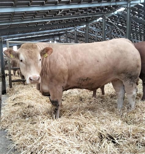 ‘CHAROLAIS’ THE BREED OF CHOICE AT COUNTRY CREST – Irish Charolais ...