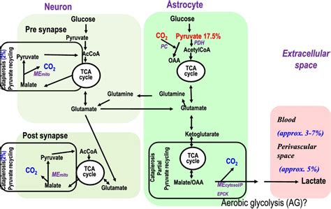 Glutamate synthesis has to be matched by its degradation – where do all ...