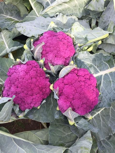 purple cauliflower | Purple cauliflower, Farm, Fresh produce