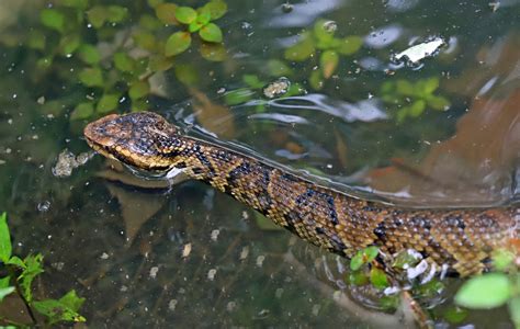 How to Identify a Baby Cottonmouth Snake (16 Helpful Photos)