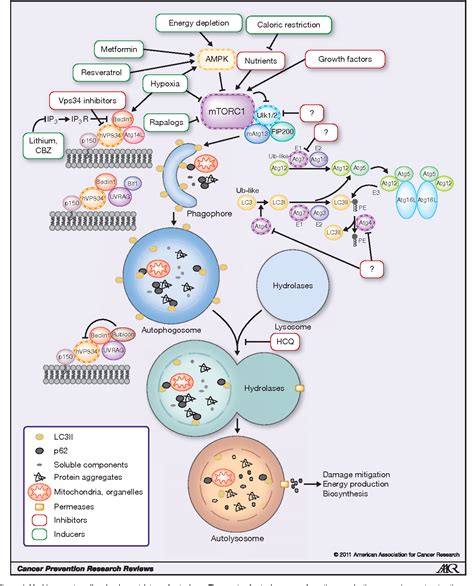 Figure 1 from Role of Autophagy in Cancer Prevention | Semantic Scholar