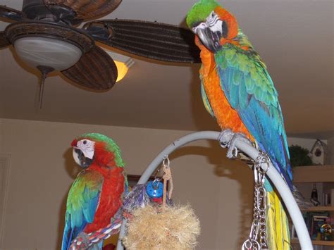 Macaw Birds For Sale | Jacksonville, FL #193928 | Petzlover