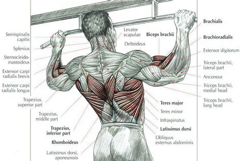 How to Do Pull Ups - Hoyles Fitness - Personal Trainer Blog - Fitness Blog