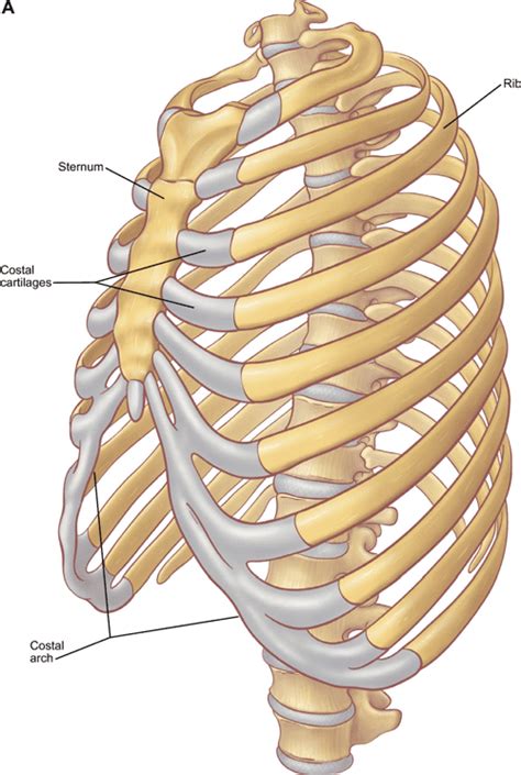 Figure 7 from The anatomy of the ribs and the sternum and their ...