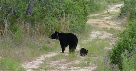 Florida Black Bear (Ursus americanus floridanus) | U.S. Fish & Wildlife ...