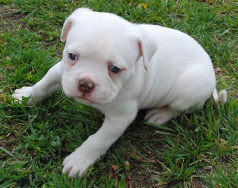 American Bulldog Puppy - Pets