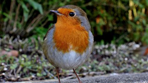 Desktop Wallpaper Close Up, Cute Robin Bird, Hd Image, Picture ...