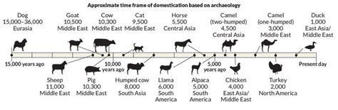 DNA evidence is rewriting domestication origin stories | How we met ...