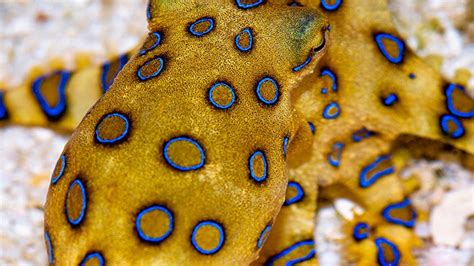 A blue-ringed octopus bite is rare but potentially deadly. Here's what ...