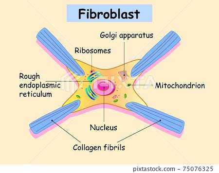 Fibroblast is a dermis cell. Structure of... - Stock Illustration ...