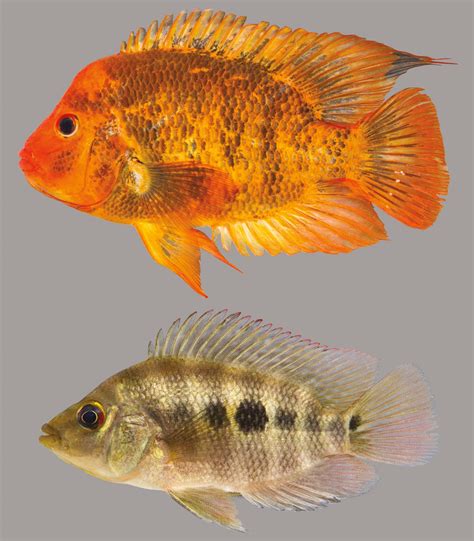 Midas Cichlid – Discover Fishes