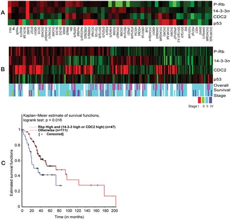 Reverse phase protein array data analysis. (A) Hierarchical clustering ...