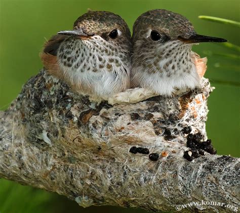 Baby Hummingbird Nest - COOL!