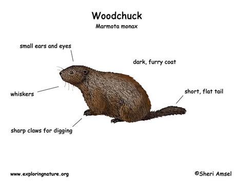 Woodchuck