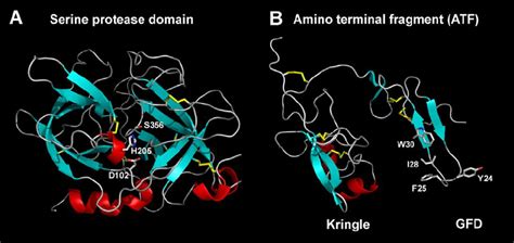 Structures of the serine protease domain and ATF of uPA. Panel A ...